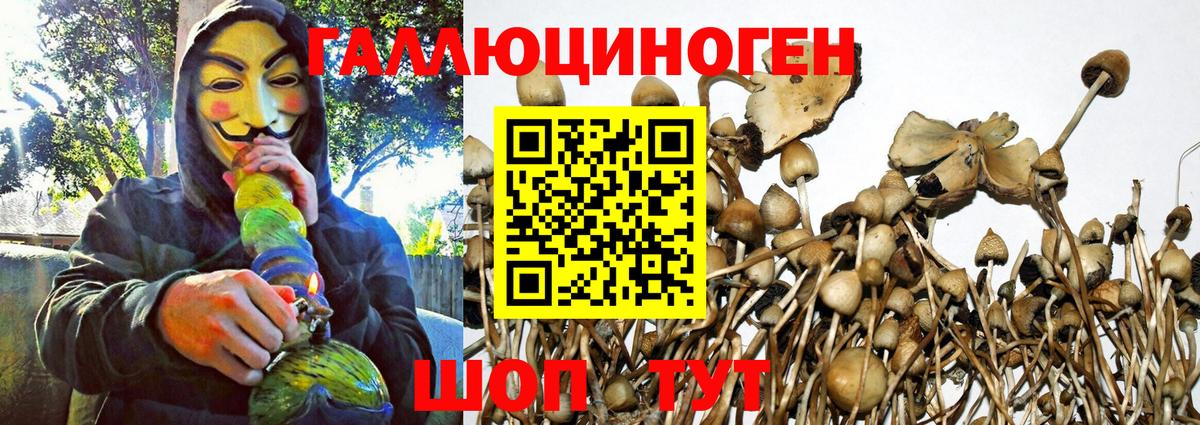 Гурьевск  Галлюциногенные грибы GOLDEN TEACHER  Вход с VPN 